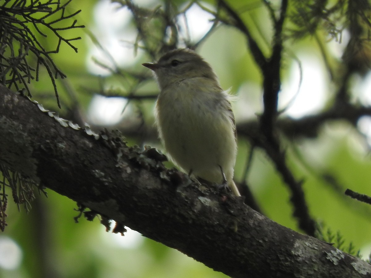 Sclater's Tyrannulet - ML124002111