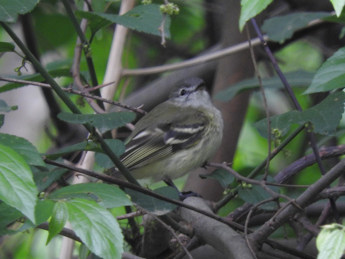 Sclater's Tyrannulet - ML124002121