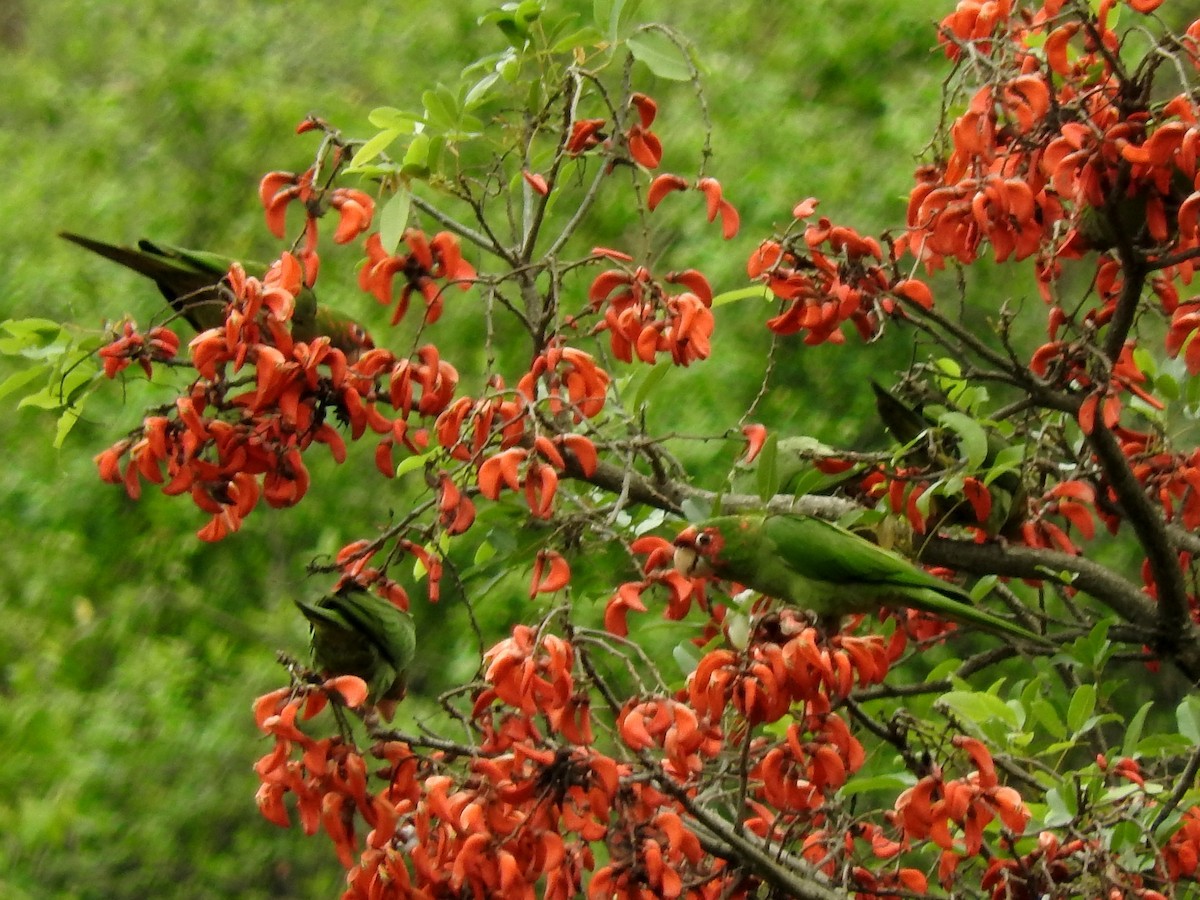 Aratinga Mitrada - ML124002501