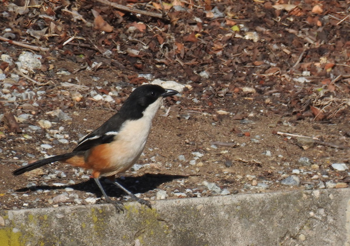 Southern Boubou - ML124002551