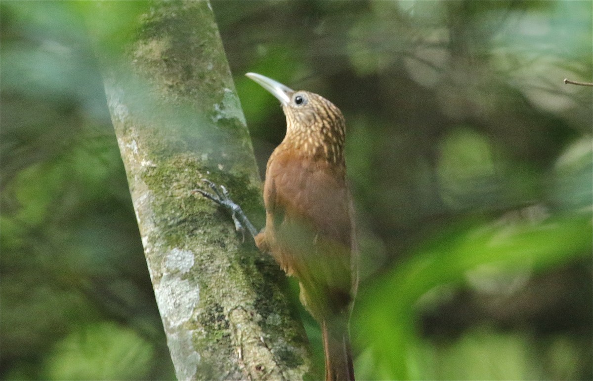 Buff-throated Woodcreeper - ML124002731