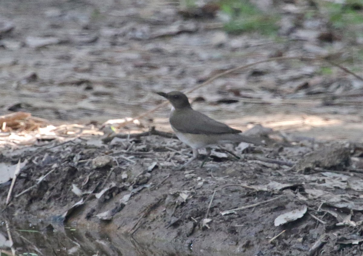 Black-billed Thrush - ML124002801