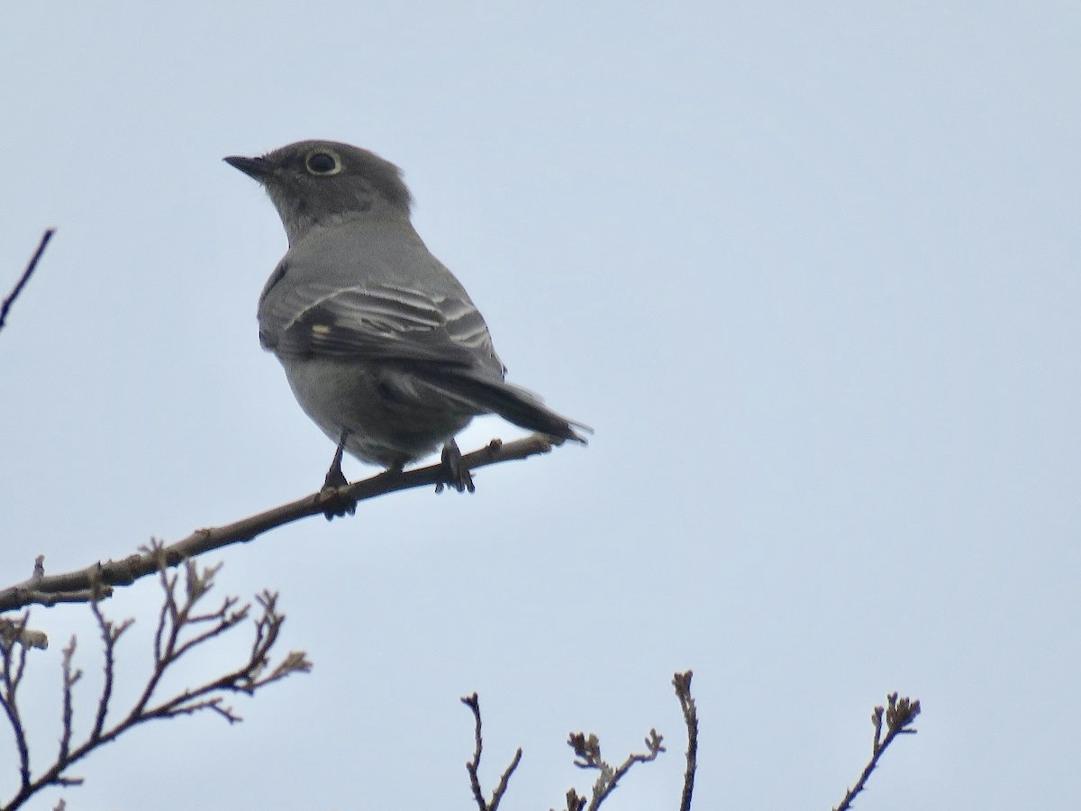 Townsend's Solitaire - Keith Leonard