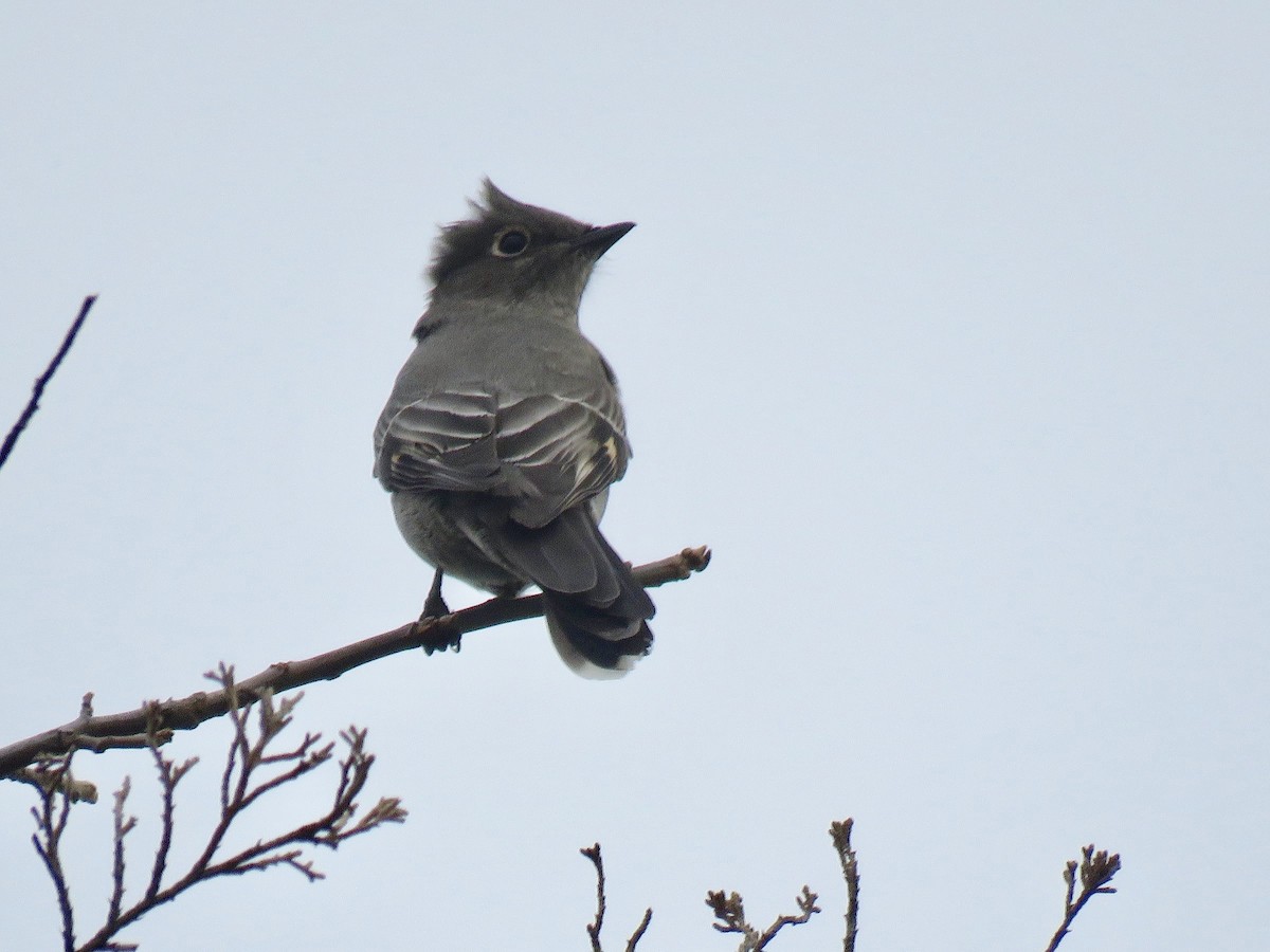 Townsend's Solitaire - Keith Leonard