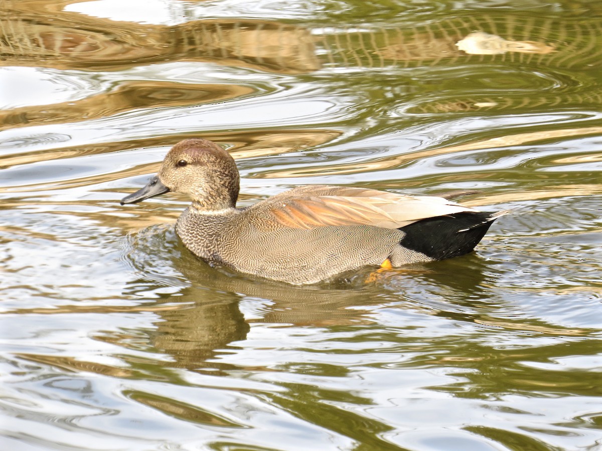 Gadwall - ML124004921