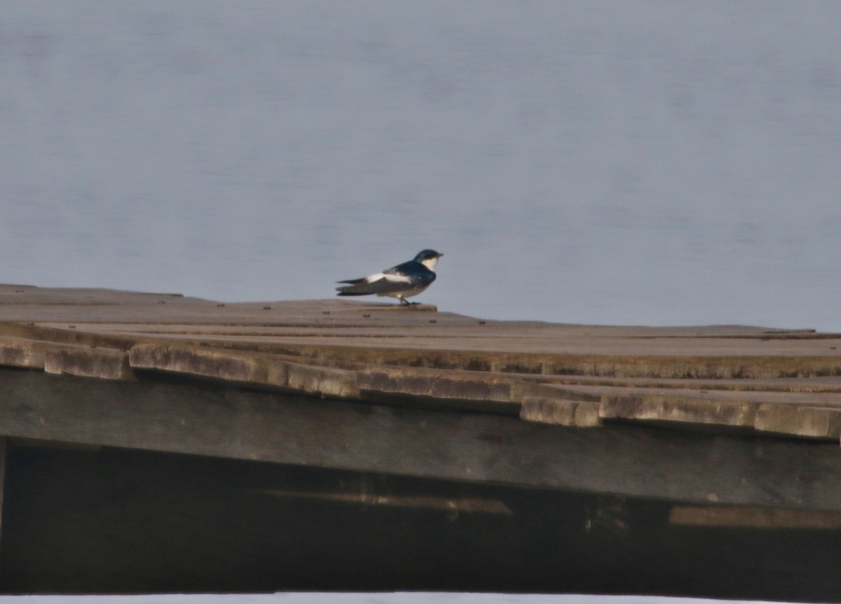 White-winged Swallow - Gil Ewing