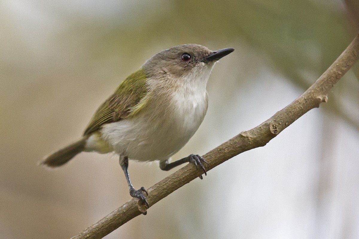 Green-backed Gerygone - Mat Gilfedder