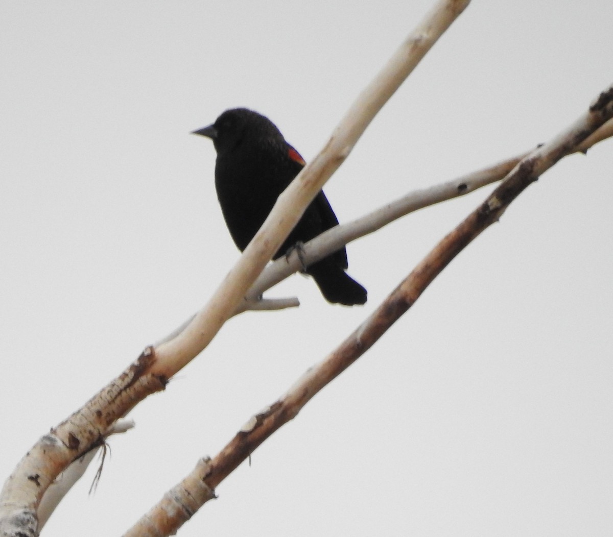 Red-winged Blackbird - ML124010661