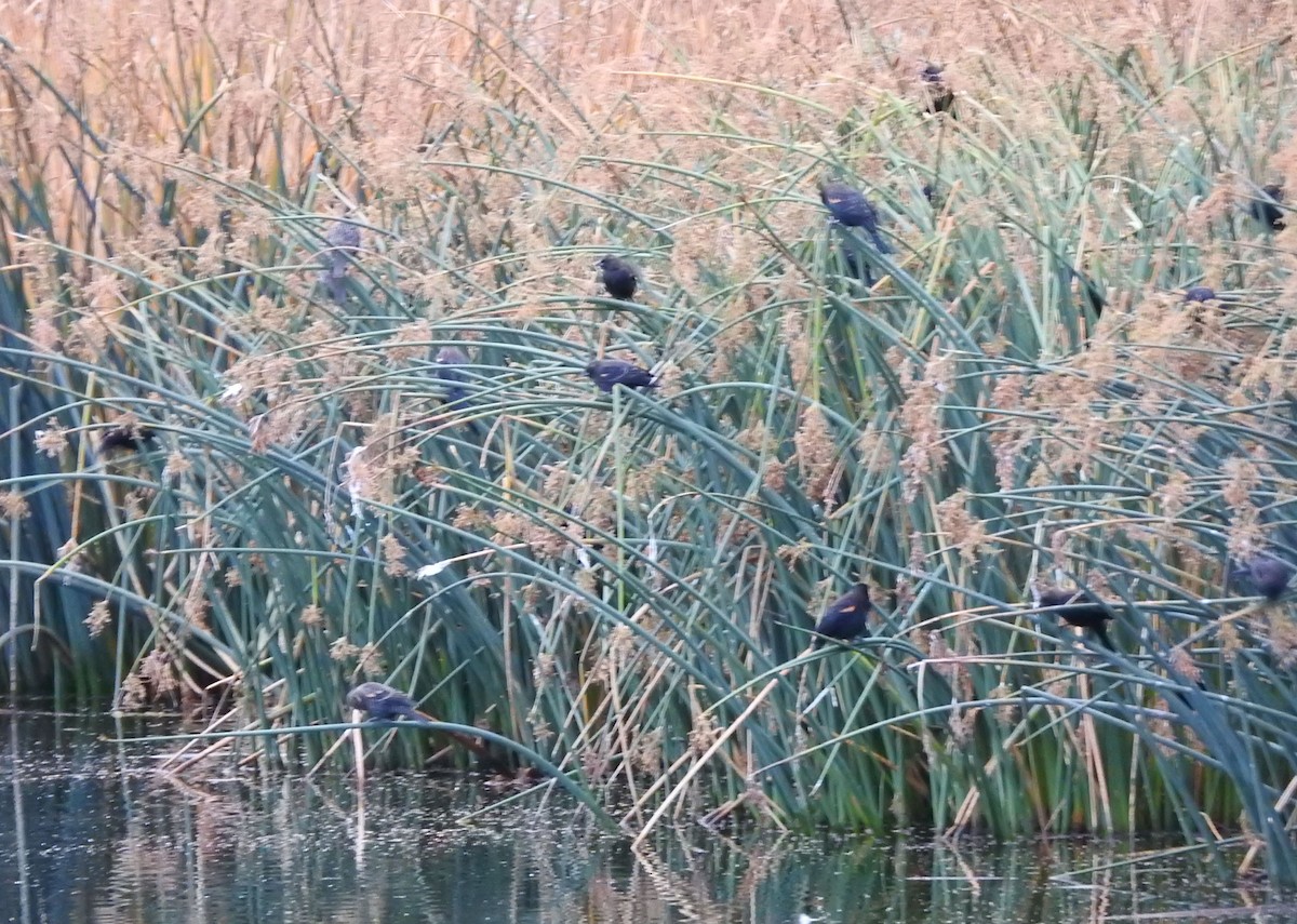 Red-winged Blackbird - ML124010701