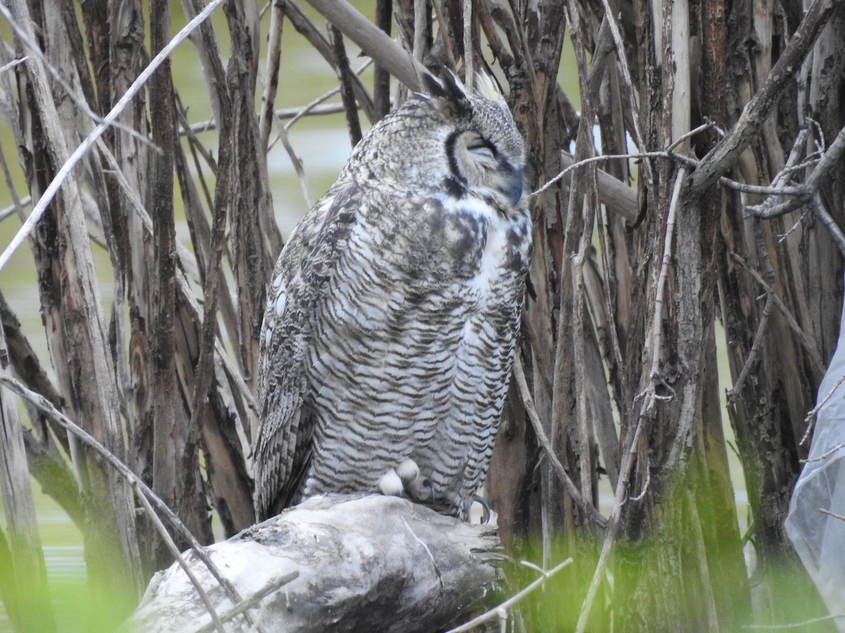 Great Horned Owl - ML124010711