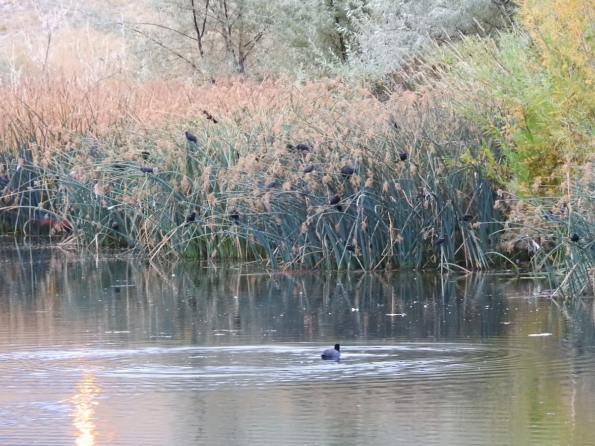 Red-winged Blackbird - ML124010811