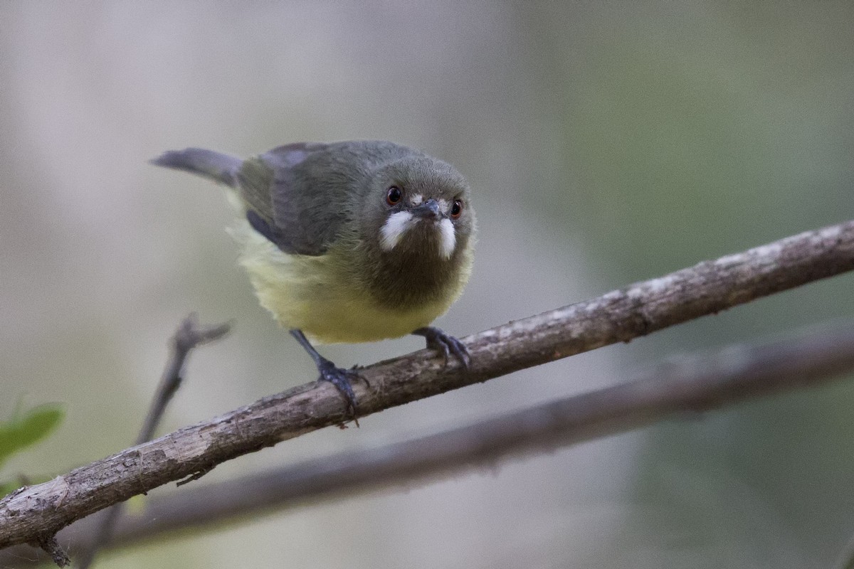 Fairy Gerygone - ML124011471