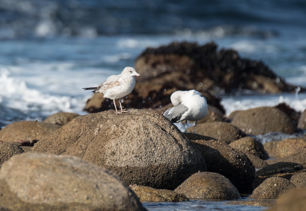 Ring-billed Gull - ML124011571