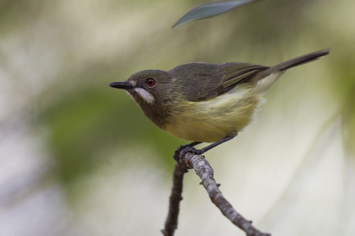 Fairy Gerygone - Mat Gilfedder