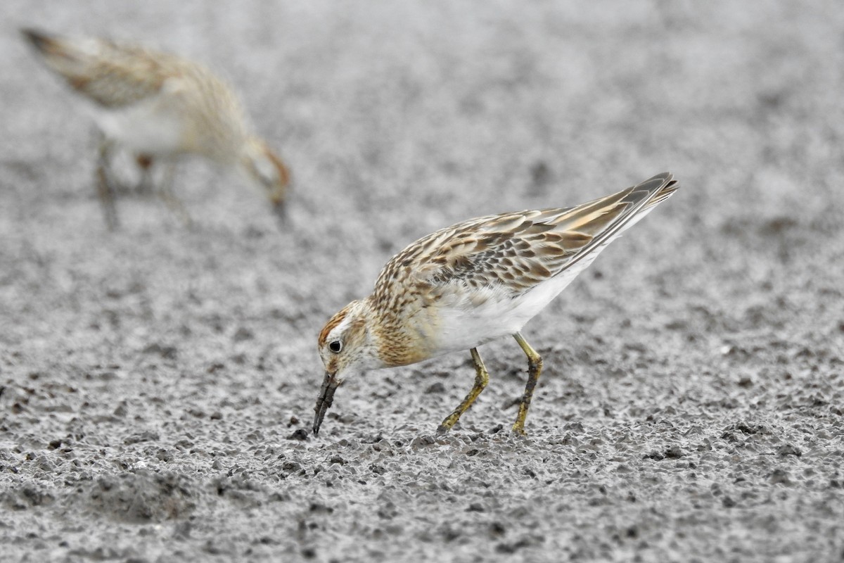 Sharp-tailed Sandpiper - ML124012461