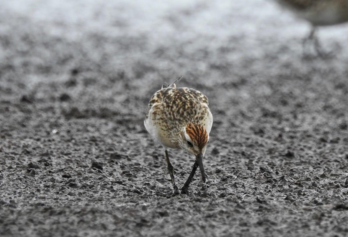 Sharp-tailed Sandpiper - ML124012541