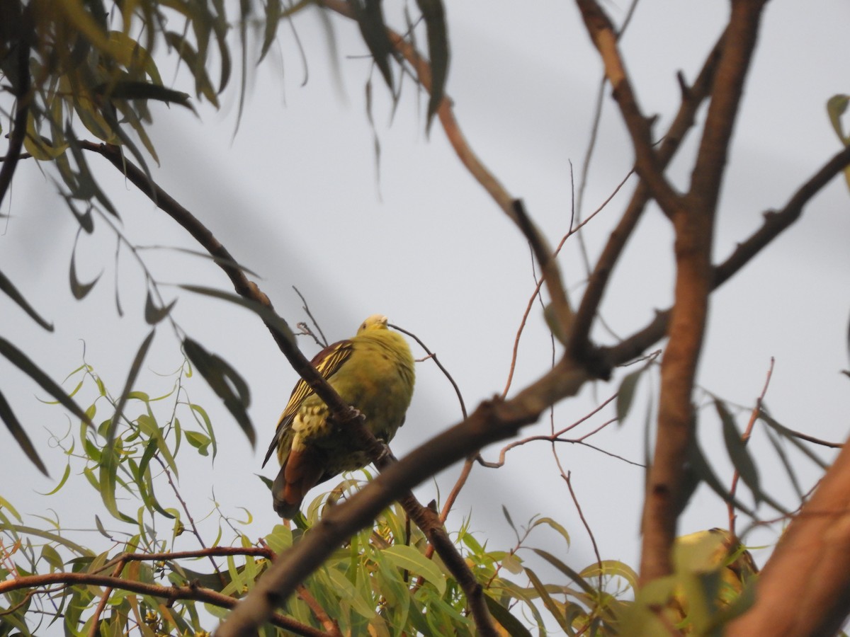 Gray-fronted Green-Pigeon - ML124013261