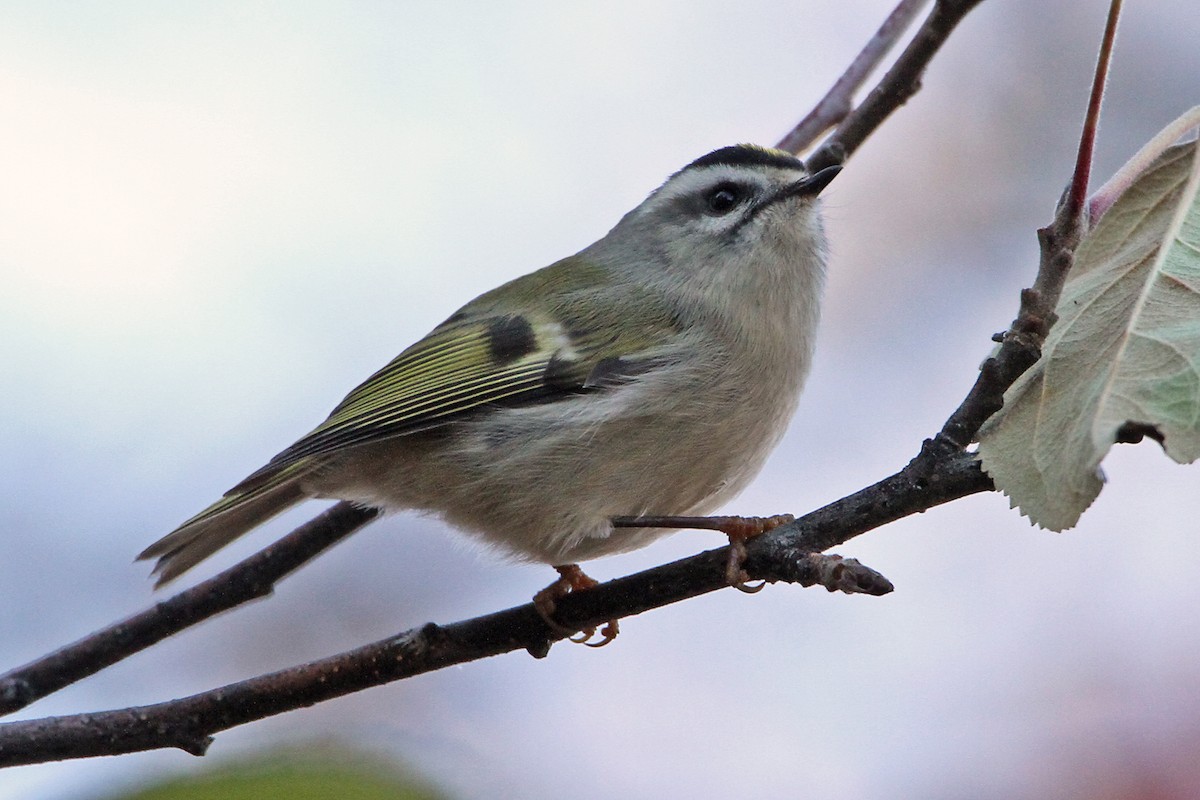 Golden-crowned Kinglet - ML124013661