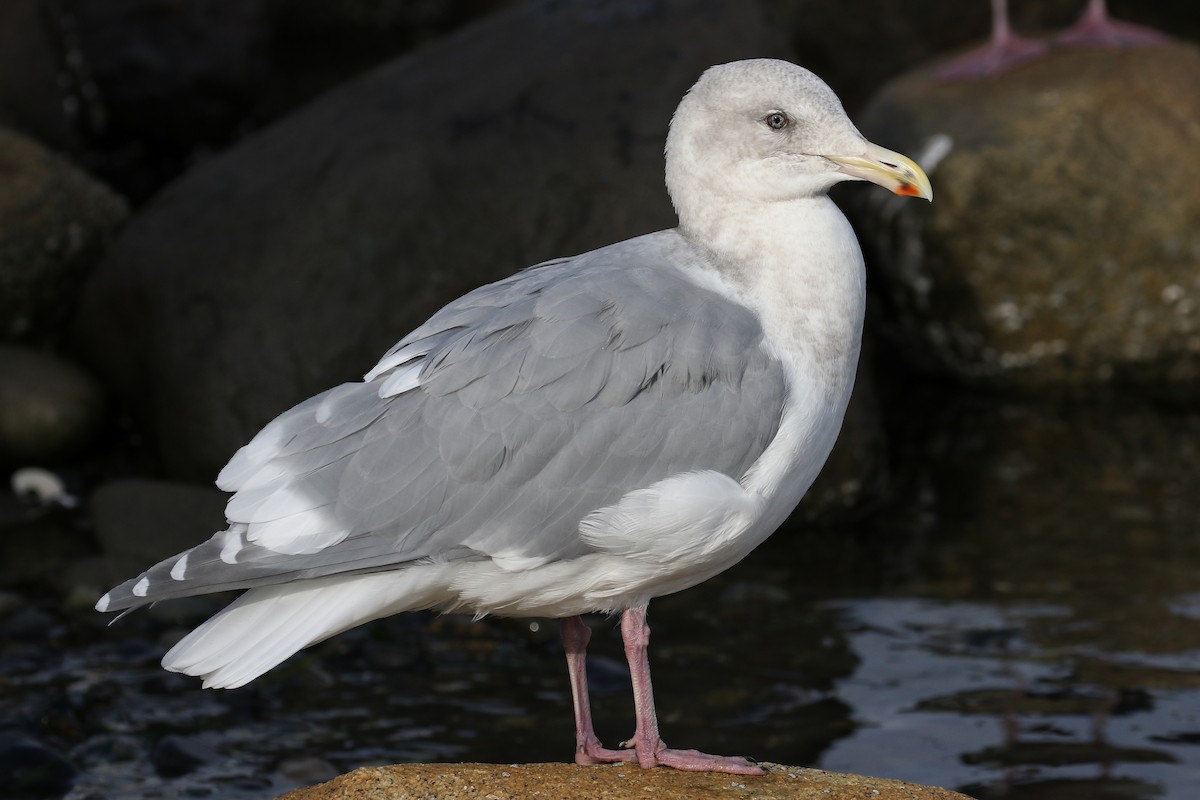 Glaucous-winged Gull - ML124014591