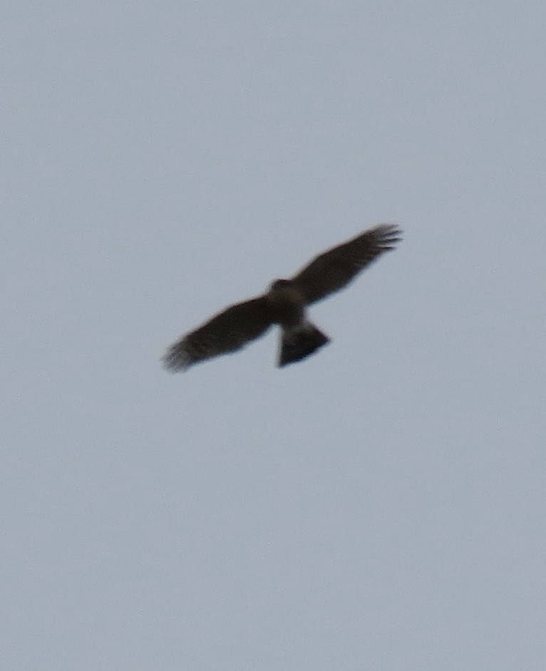 Sharp-shinned Hawk - Jennifer Rycenga