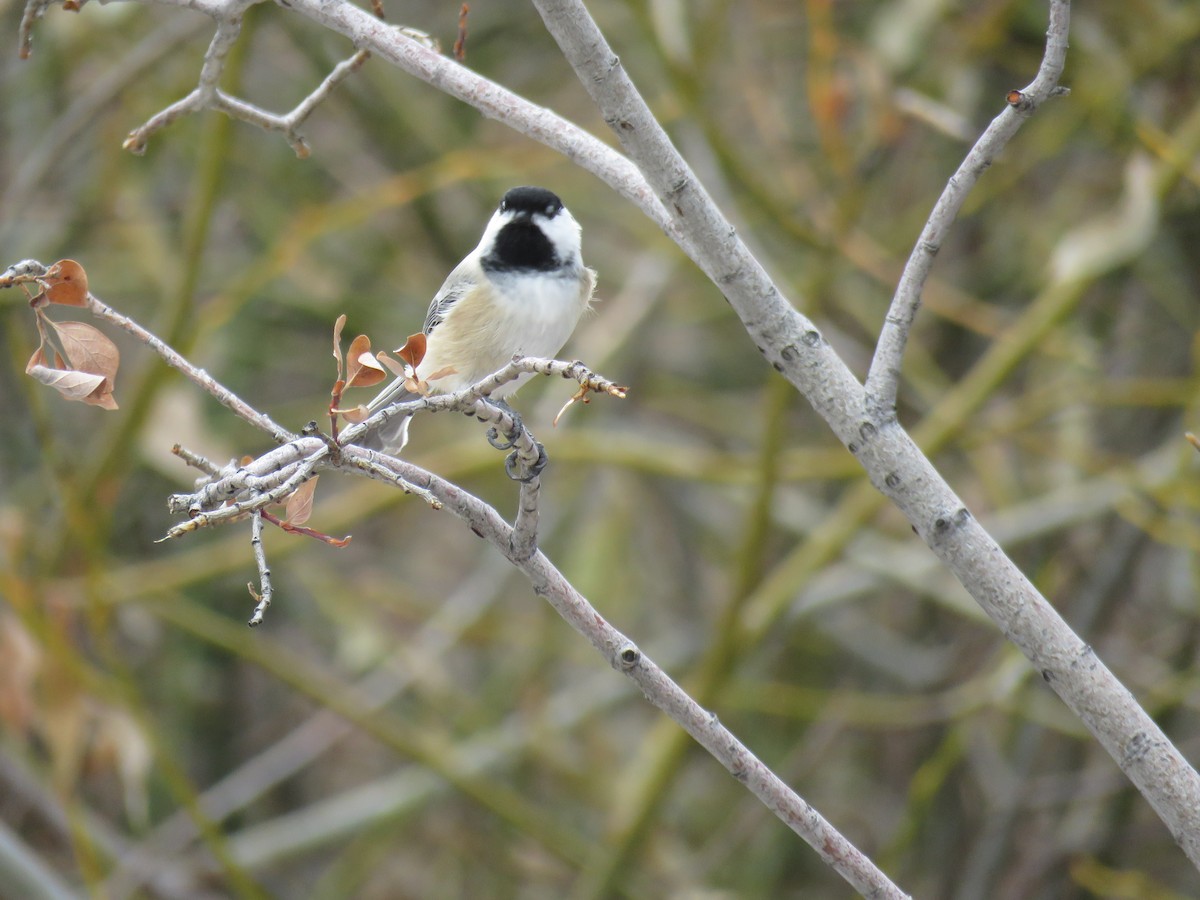 Black-capped Chickadee - ML124015321