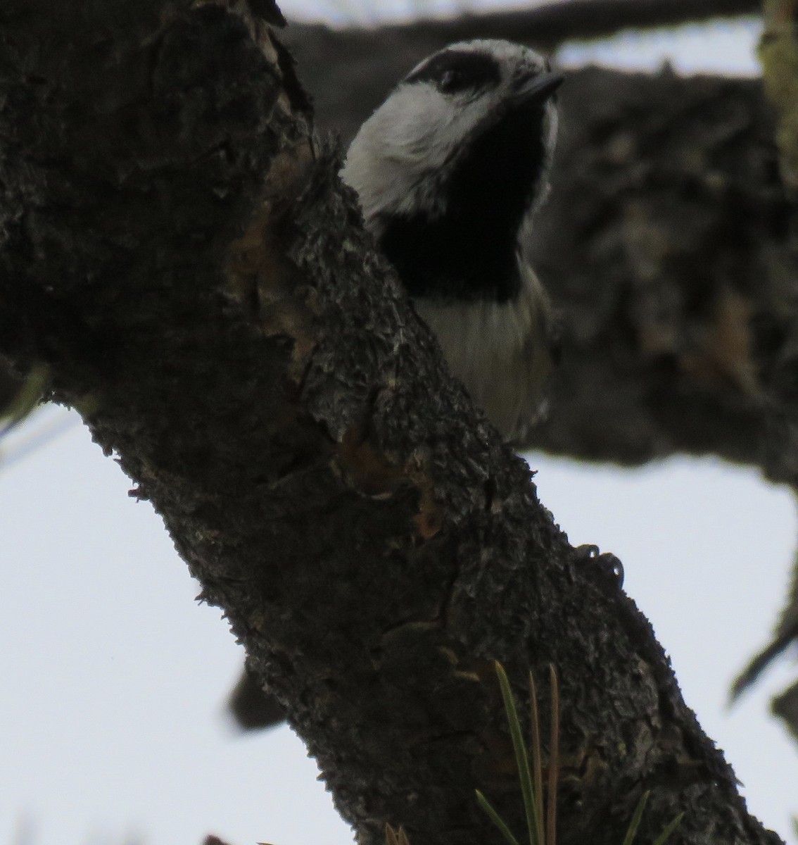 Mountain Chickadee - Jennifer Rycenga