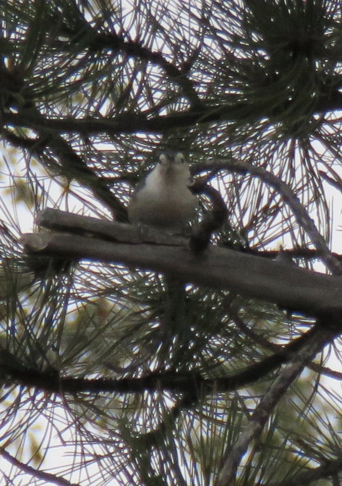 White-breasted Nuthatch (Interior West) - Jennifer Rycenga