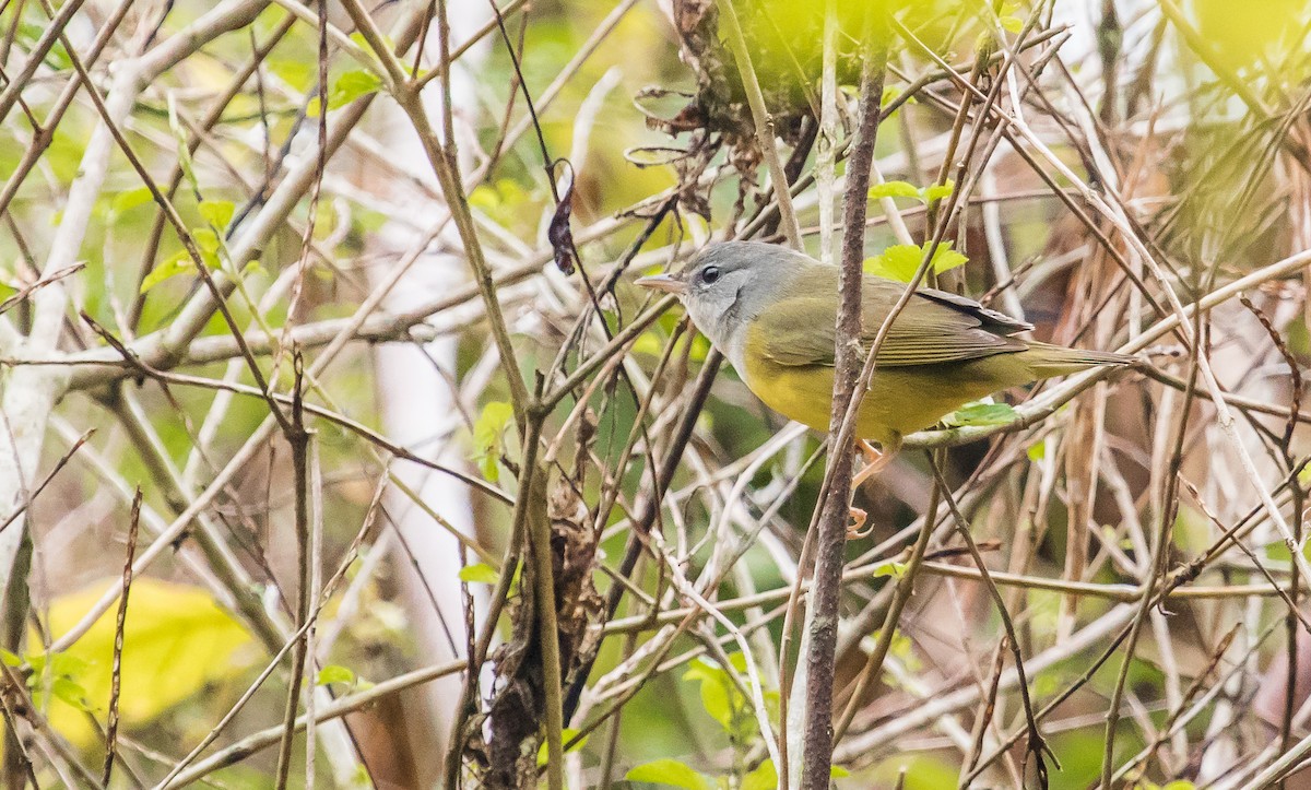 Mourning Warbler - ML124015521