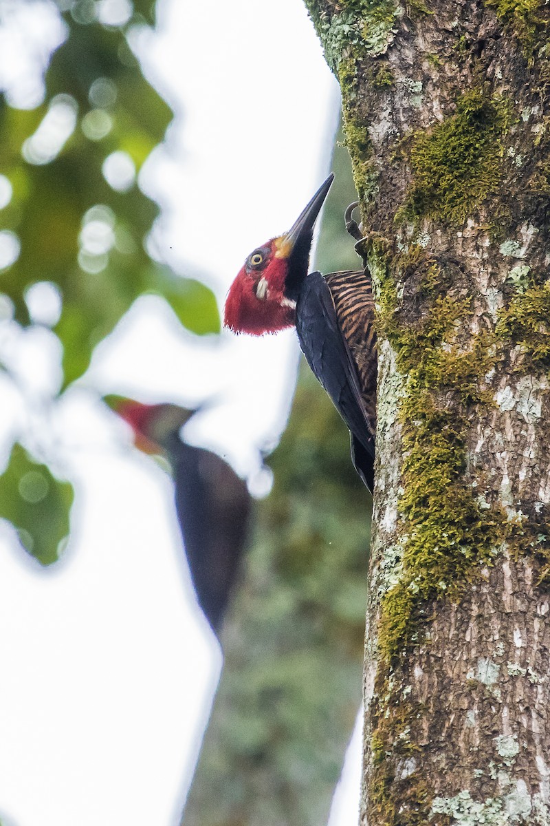 Crimson-crested Woodpecker - ML124015741