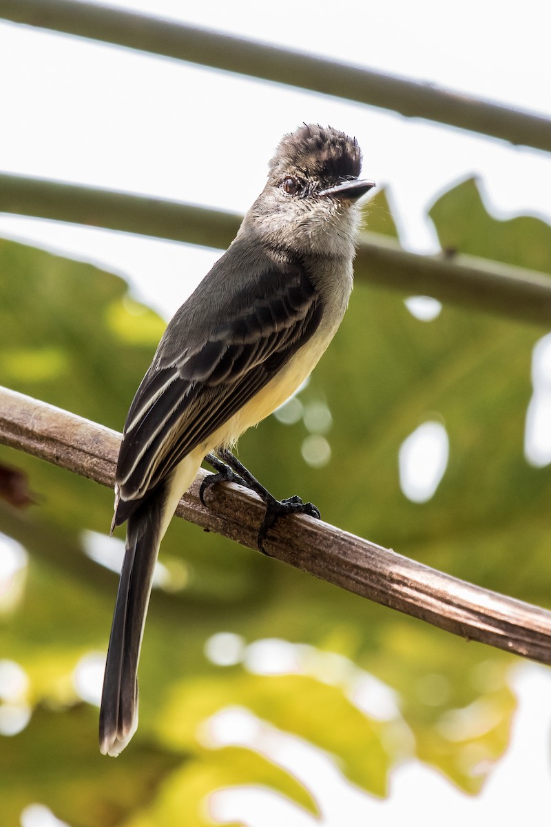 Apical Flycatcher - ML124016271