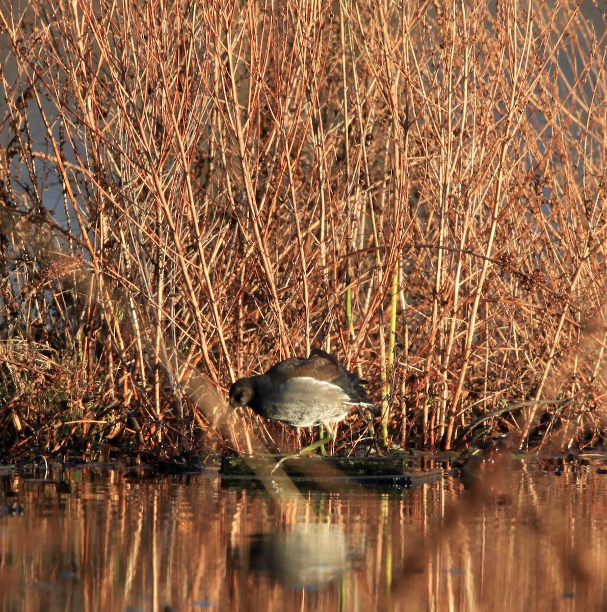 Common Gallinule - ML124016551