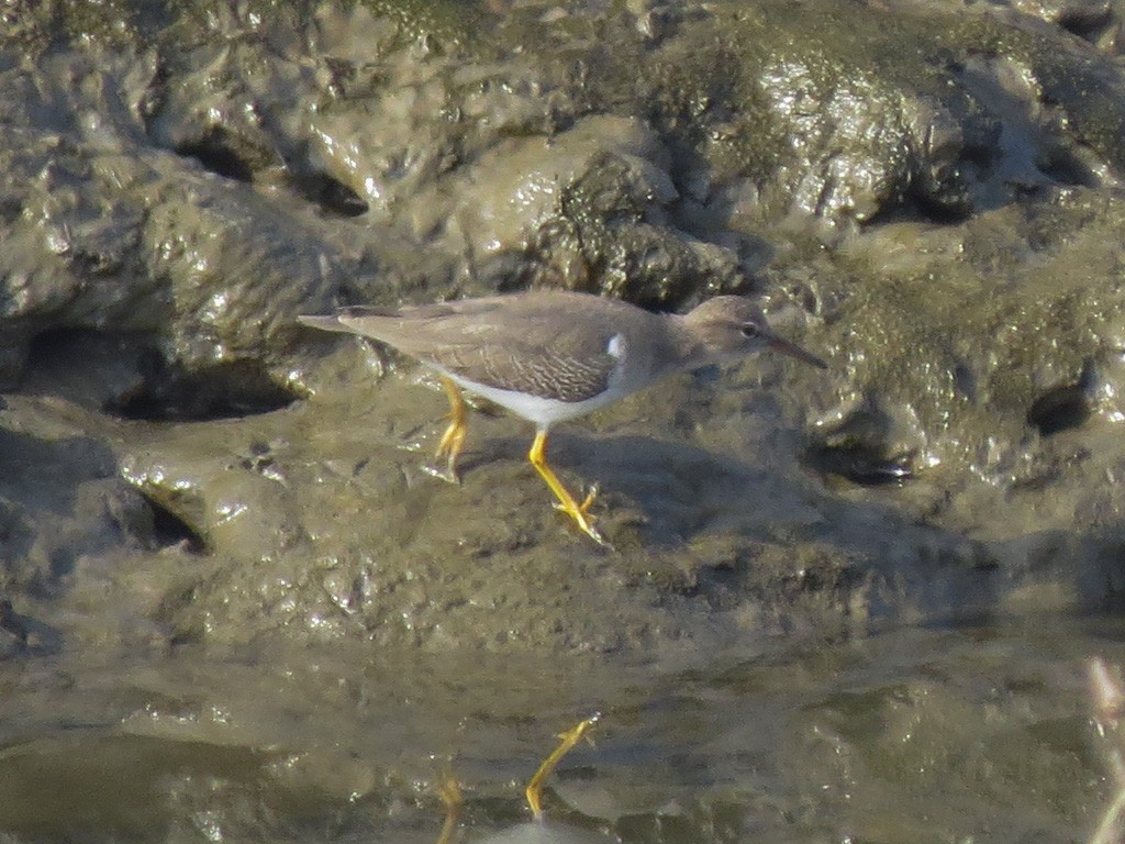 Spotted Sandpiper - ML124017991