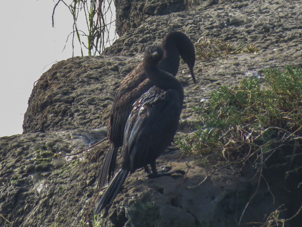 Pelagic Cormorant - ML124018051