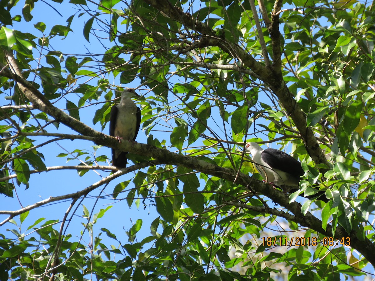 White-headed Pigeon - ML124018681