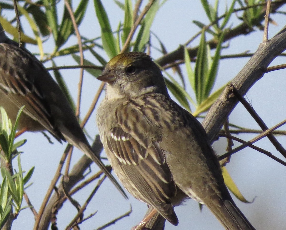 Golden-crowned Sparrow - ML124021461