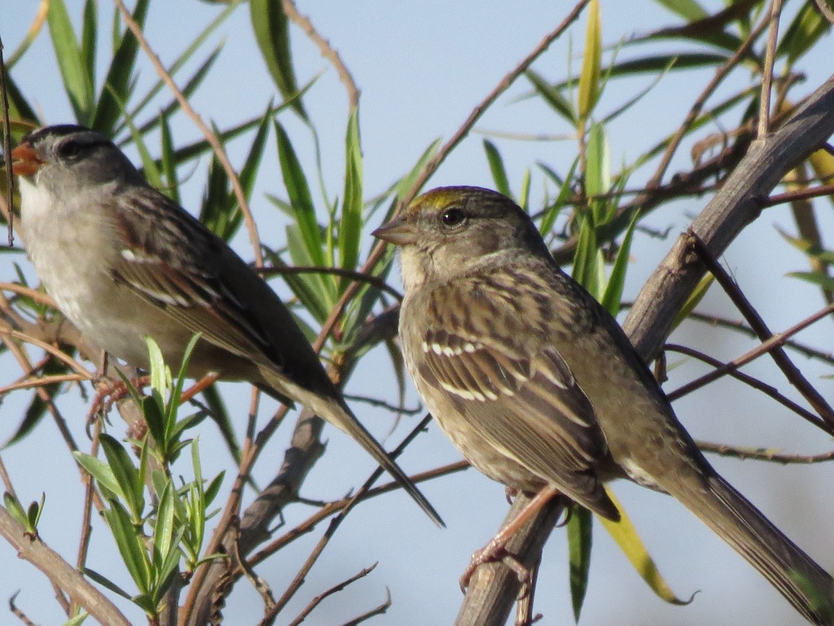 Golden-crowned Sparrow - ML124021471