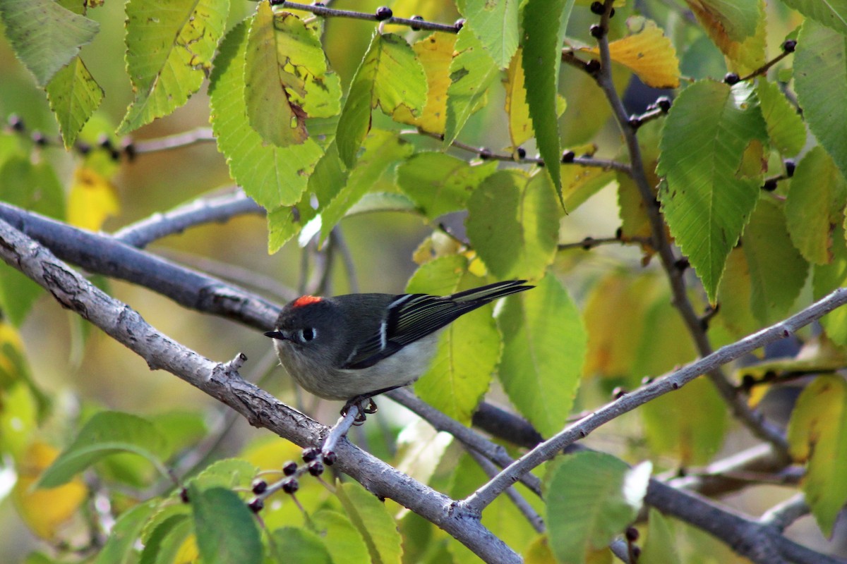 Ruby-crowned Kinglet - David Lerwill