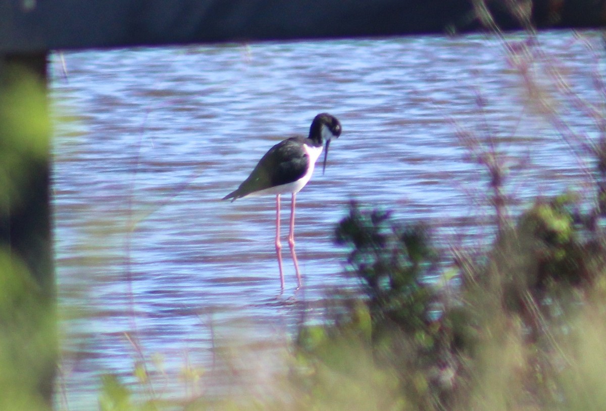 Black-necked Stilt (Hawaiian) - ML124021671