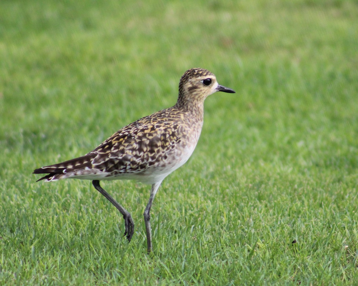 Pacific Golden-Plover - ML124021831