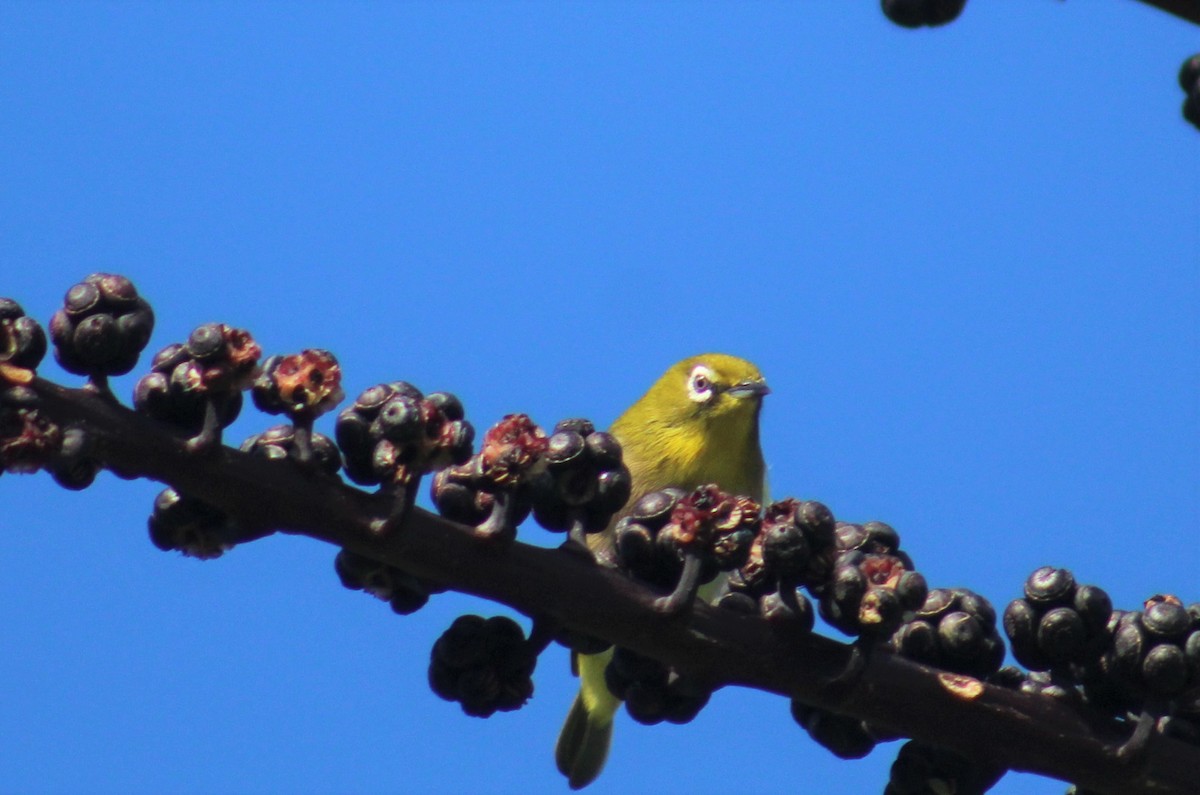 Warbling White-eye - ML124022041