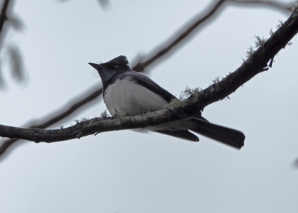 Satin Flycatcher - ML124022921
