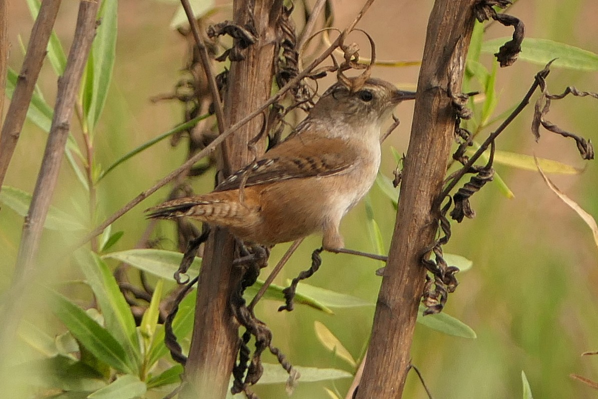 Marsh Wren - ML124022931