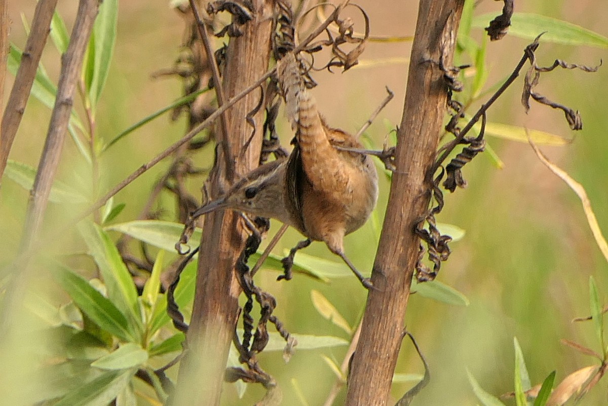 Marsh Wren - ML124022951