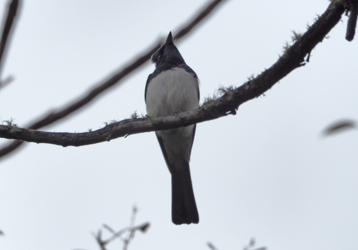 Satin Flycatcher - ML124022981