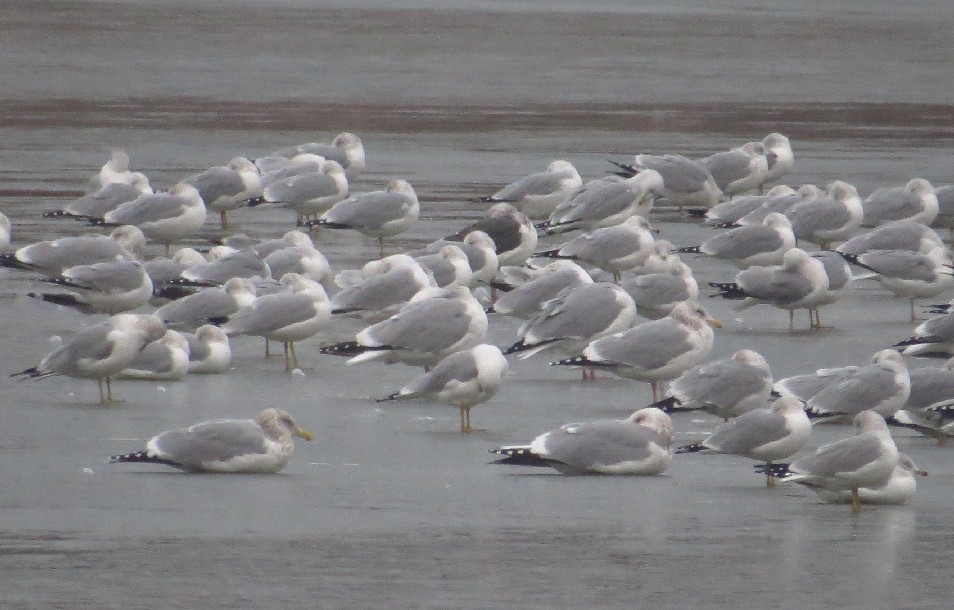 Lesser Black-backed Gull - ML124023141