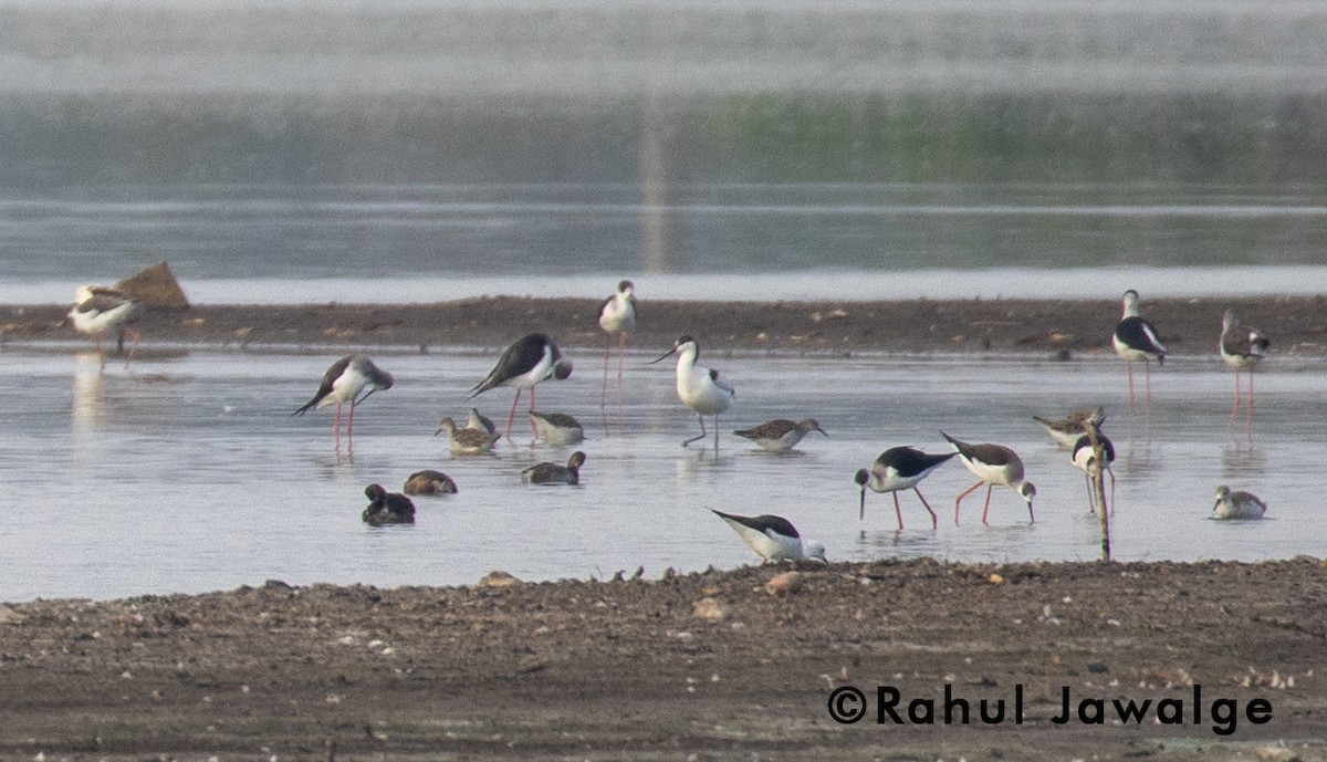 Pied Avocet - ML124023241