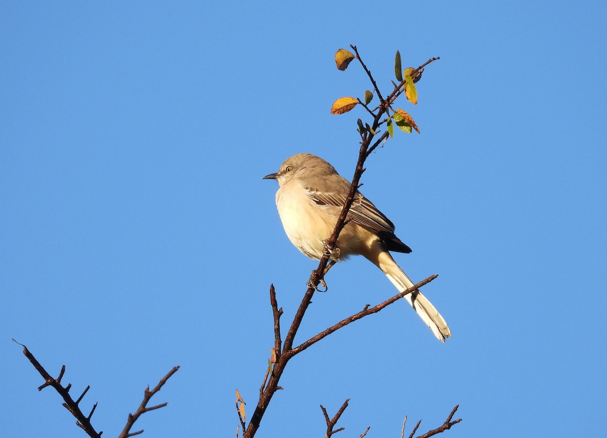 Northern Mockingbird - ML124023331