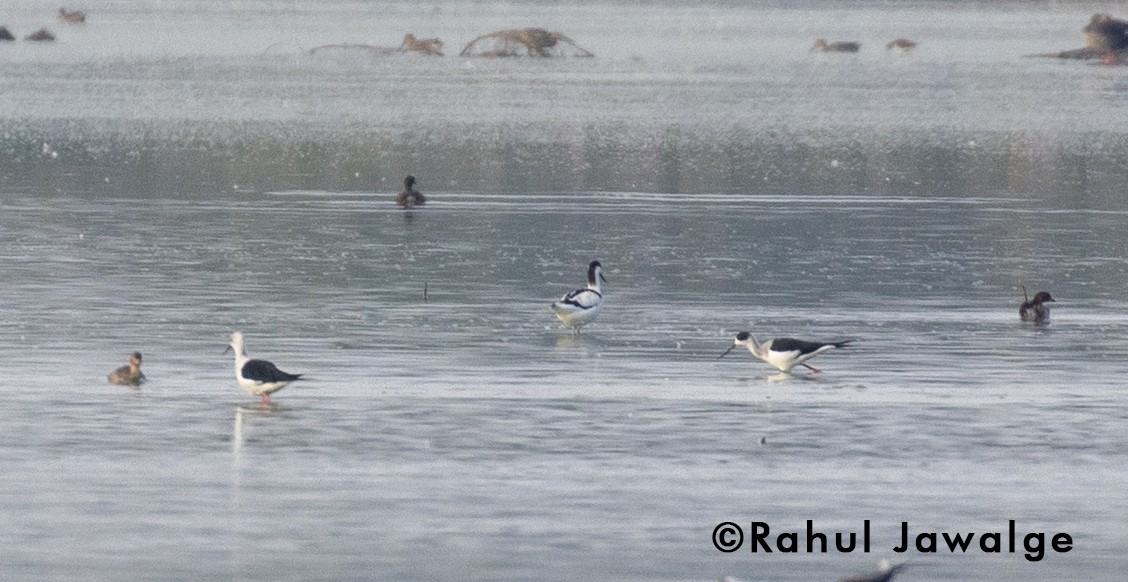 Avoceta Común - ML124024001