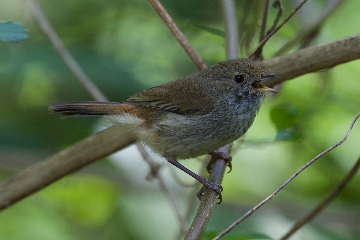 Brown Thornbill - ML124024851