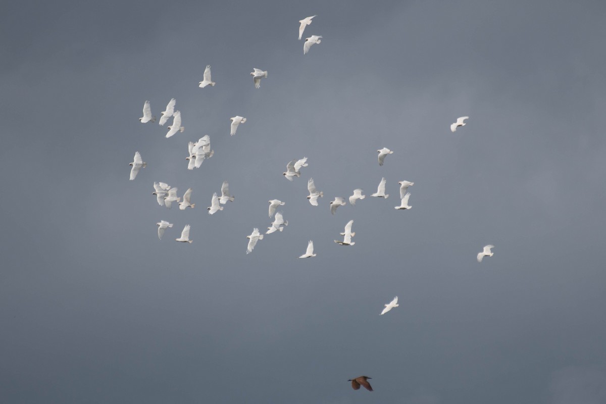 Little Corella - ML124025081